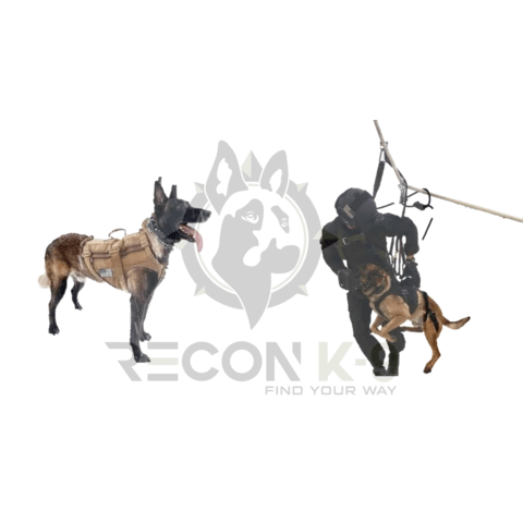 Two trained dogs in tactical harnesses with a handler during a training exercise.