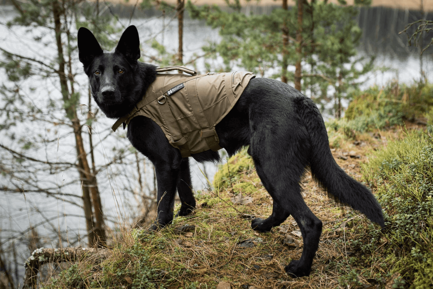 Hund i flytväst står vid vattnet, redo för simträning och säkerhet i vatten.