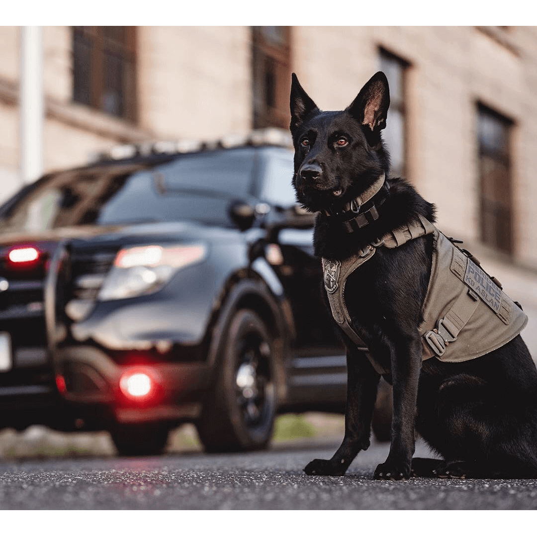 Schäferhund i kroppsskydd sitter nära polisbilen, symbol för avancerad hundutrustning.