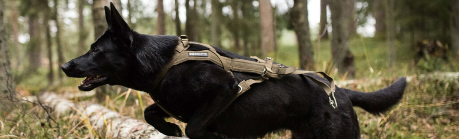 Schäferhund i träningssele springer genom skogen, idealisk för träning och belöning i aktiv livsstil.