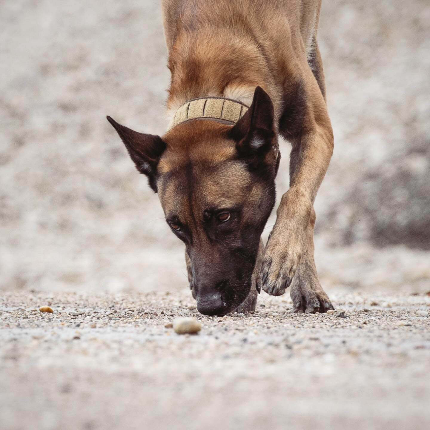 Sökhunden: Professionell sökhund i träning, nosande på marken för att hitta föremål i miljöträning.