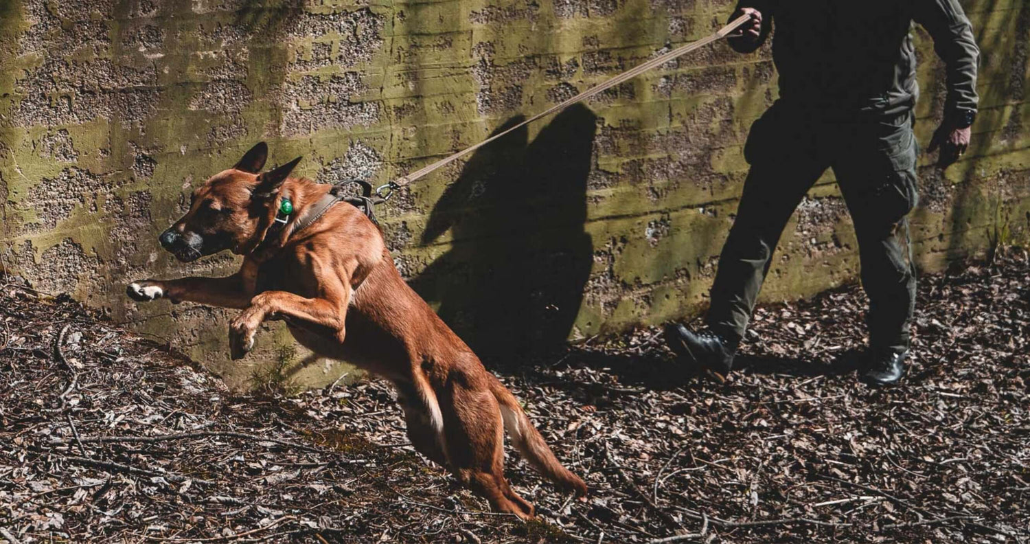 A dog jumping over a barrier while being controlled by its handler outdoors.