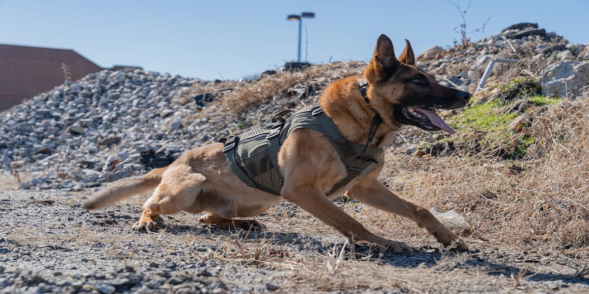 Working K9 Promo Video