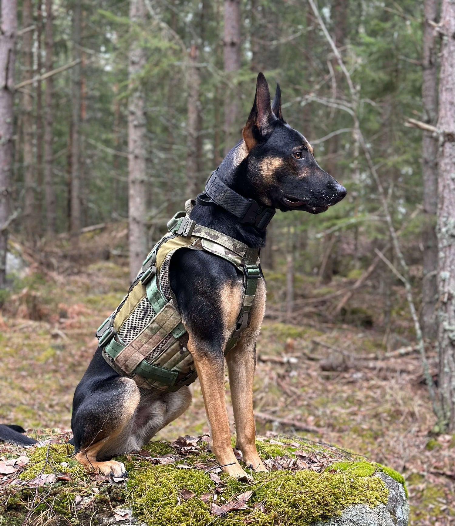 K9 Assault Vest - taktisk hundsele i tysk kvalitet. hundväst för tjänstehund