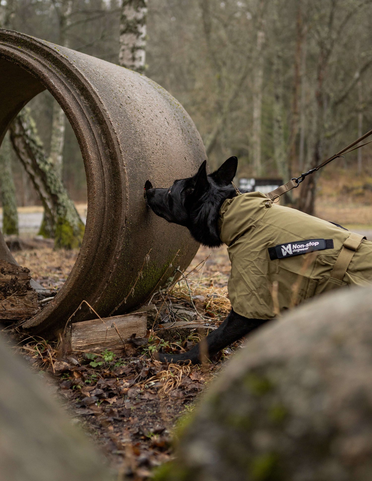 Black working dog wearing Fjord Raincoat WD exploring outdoors in rugged terrain.