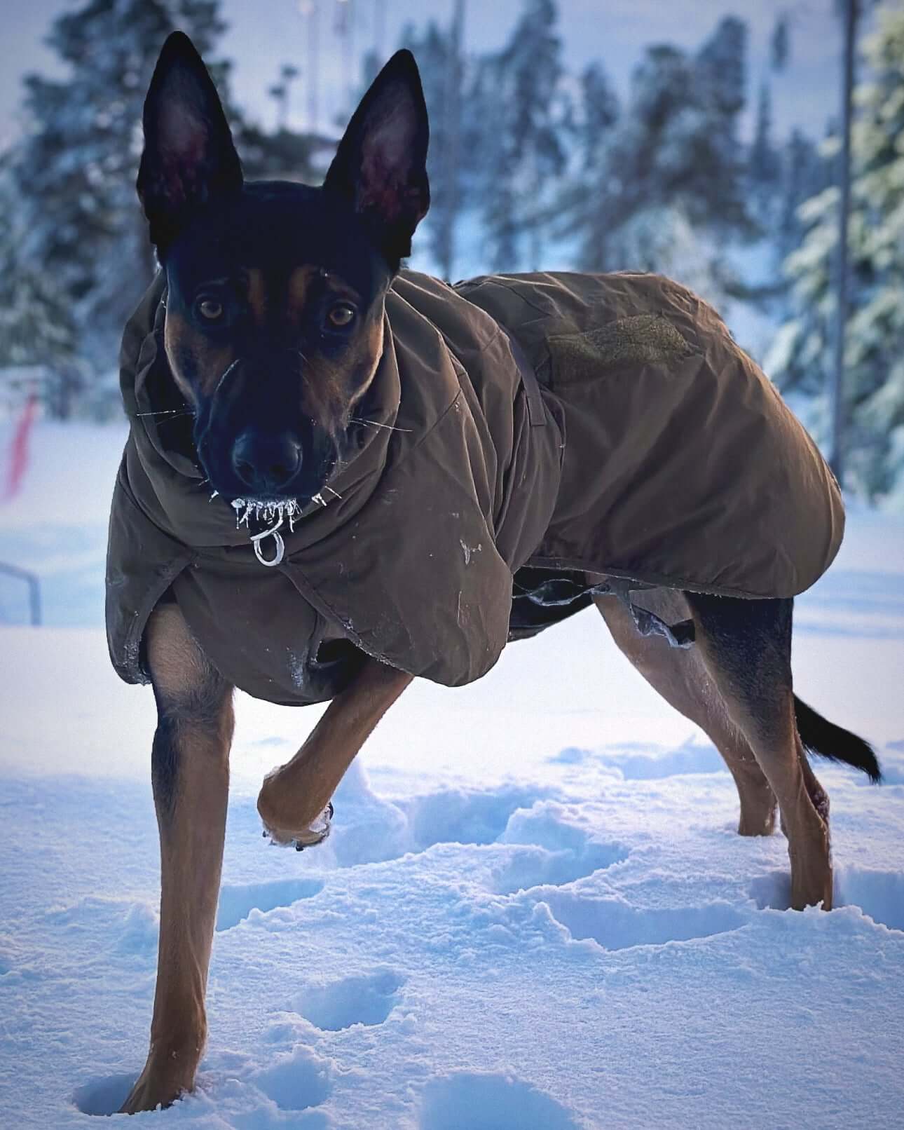 Glacier K9 Jacket - värmande hundtäcke för tjänstehundar