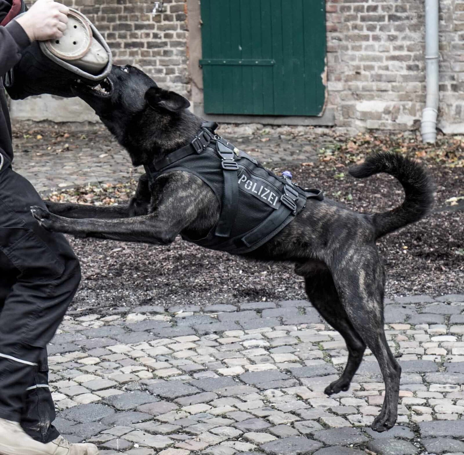 K9 Assault Vest - taktisk hundsele i tysk kvalitet. hundväst för tjänstehund