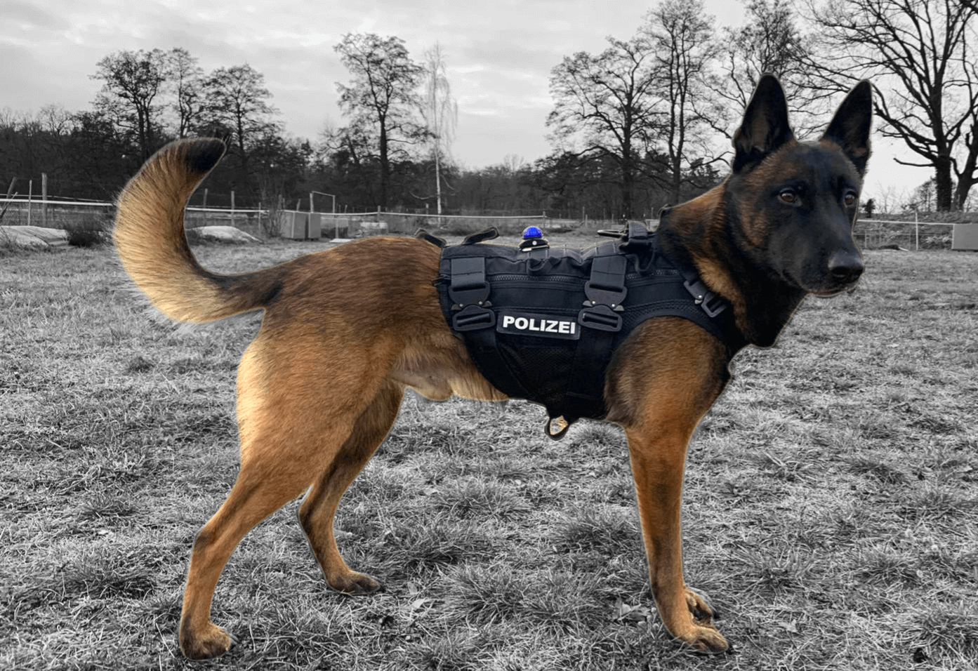 K9 Assault Vest - taktisk hundsele i tysk kvalitet. hundväst för tjänstehund