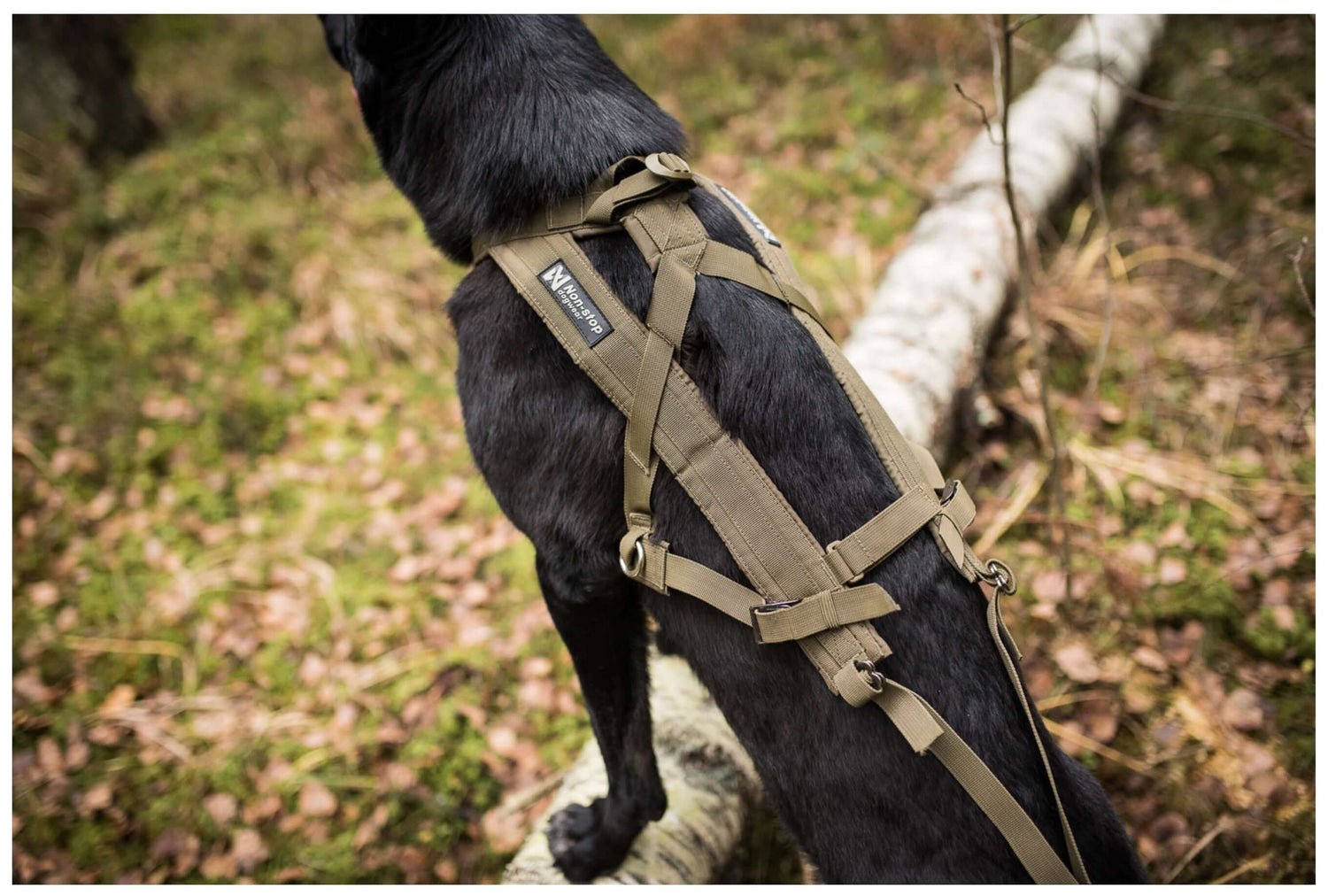 Freemotion Harness - dragsele för tjänstehund.