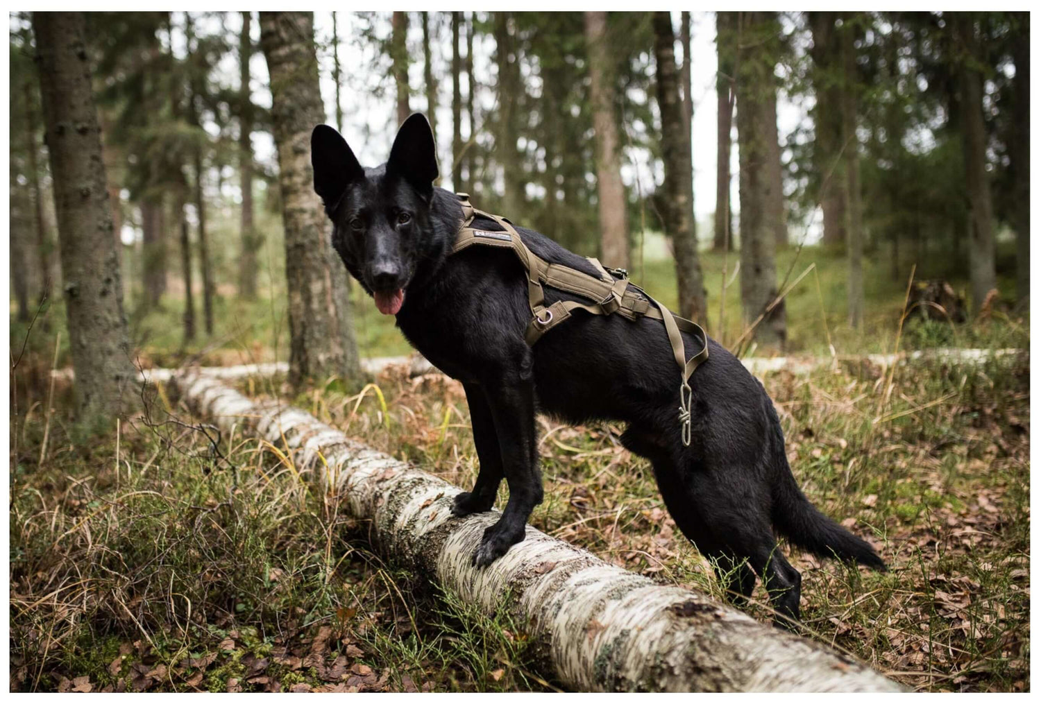 Freemotion Harness - dragsele för tjänstehund.