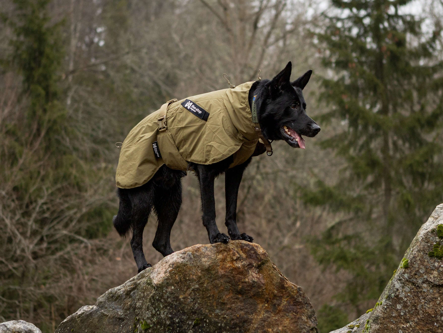 Black dog in Fjord raincoat WD, standing on a rock in a forest setting, showcasing durability for working dogs.