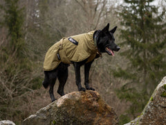Black dog in Fjord raincoat WD, standing on a rock in a forest setting, showcasing durability for working dogs.