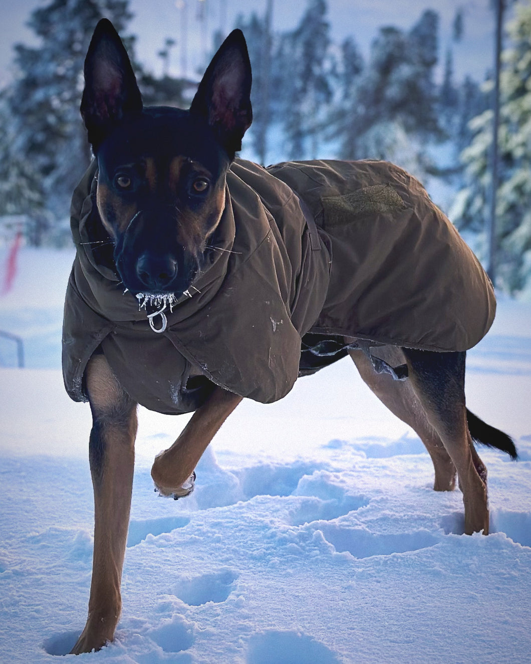 Glacier Jacket – wärmende Hundedecke für Diensthunde