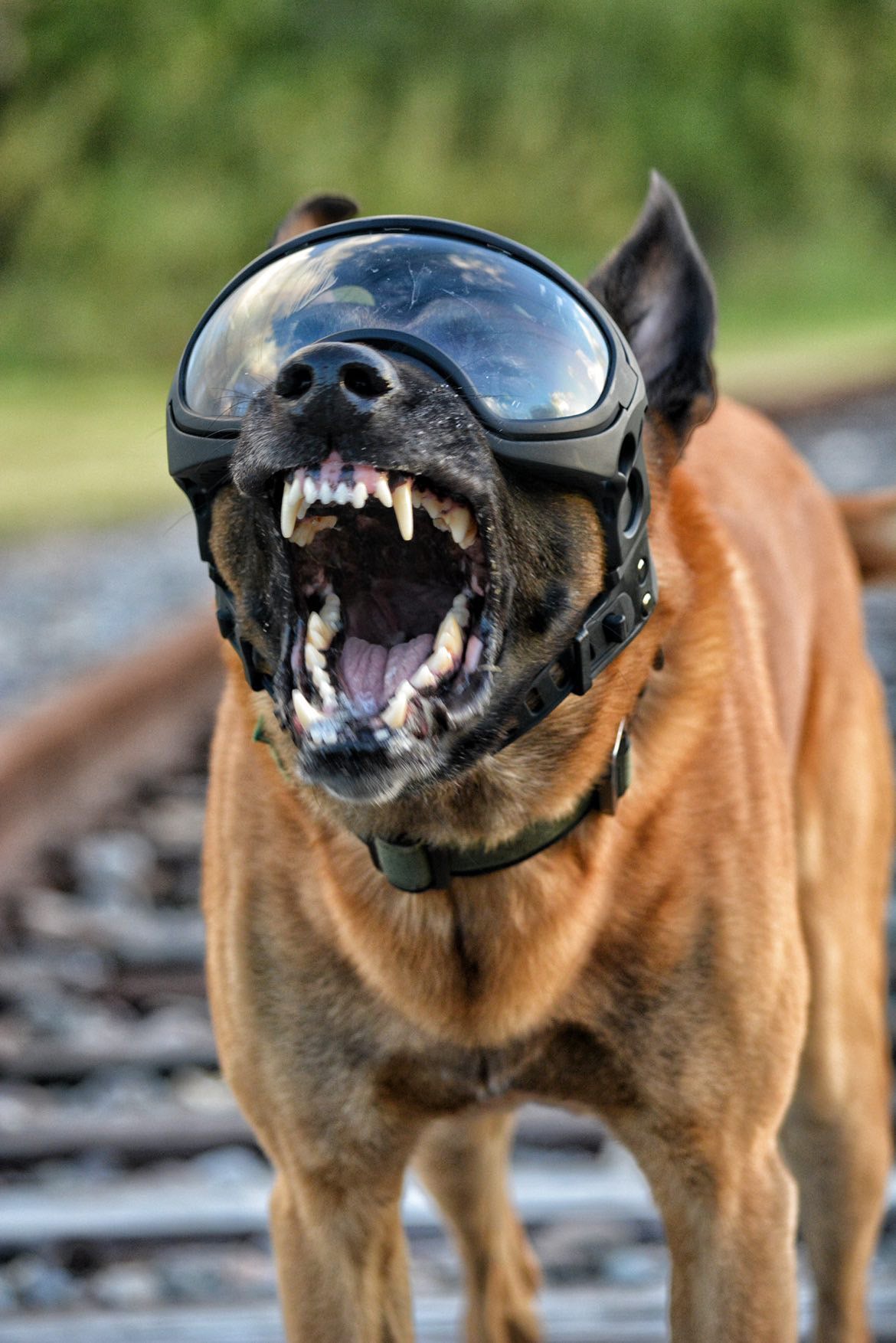 Special forces deals dog helmet
