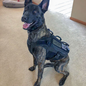 Skyddsväst för hund - Ballistic K9 Carrier - Working K9 Scandinavia