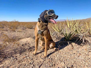 Rex Specs Ear Pro - hörselskydd till hund