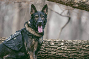 Hundsele för tjänstehund & brukshund - K9 StreetFighter Vest