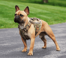 Ladda upp bild till gallerivisning, Skyddsväst för små hundar - K9 Mini StreetFighter Vest - Armoured - Working K9 Scandinavia
