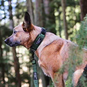 Hundhalsband för vardag och friluftsliv - 1.5″ Summit Collar - Working K9 Scandinavia